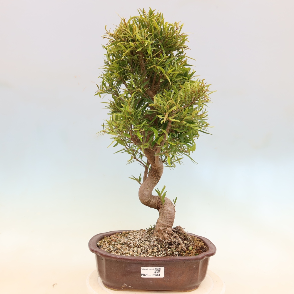 Room bonsai - Ficus nerifolia - small-leaved ficus