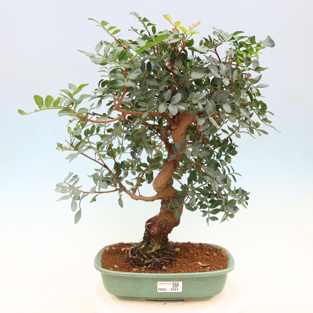 Indoor Bonsai - Pistacia Lentiscus - Pistachio