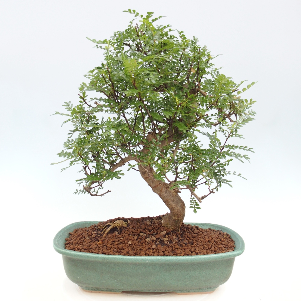 Indoor bonsai - Zantoxylum piperitum - Peppermint