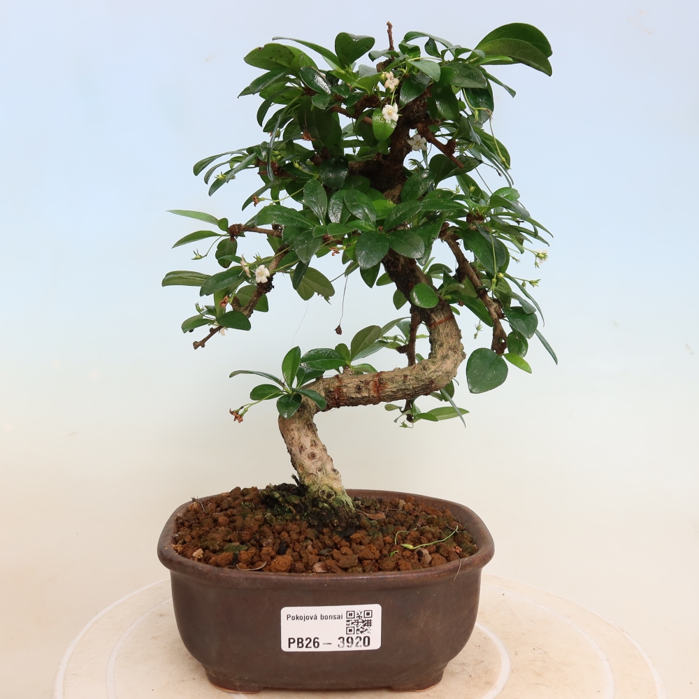 Room bonsai - Carmona macrophylla - Tea fuki