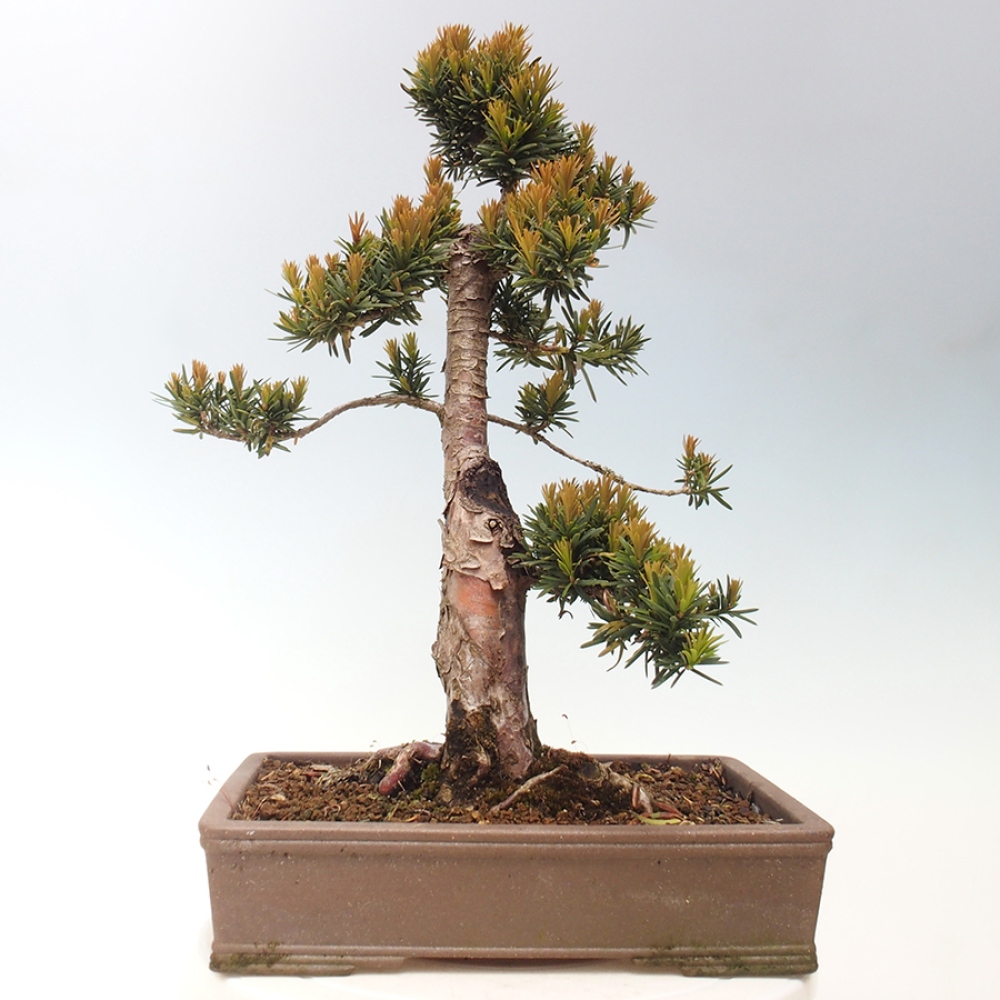 Outdoor bonsai - Taxus cuspidata - Japanese yew
