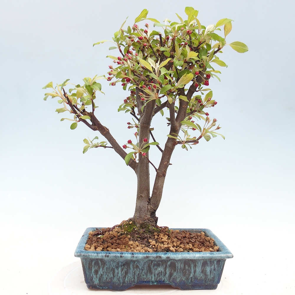 Outdoor bonsai -Malus domestica - Small-fruited red-leaved apple tree