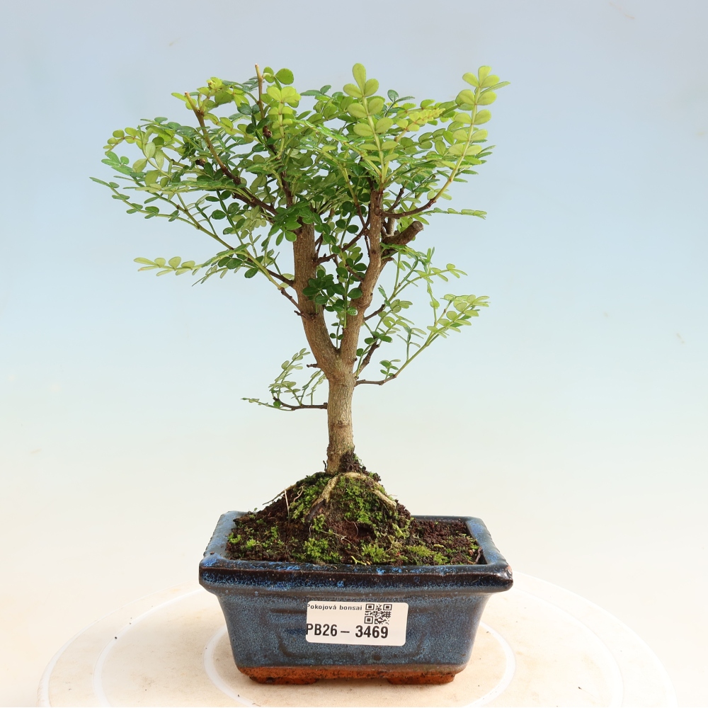 Room bonsai - Zantoxylum piperitum - pepper tree