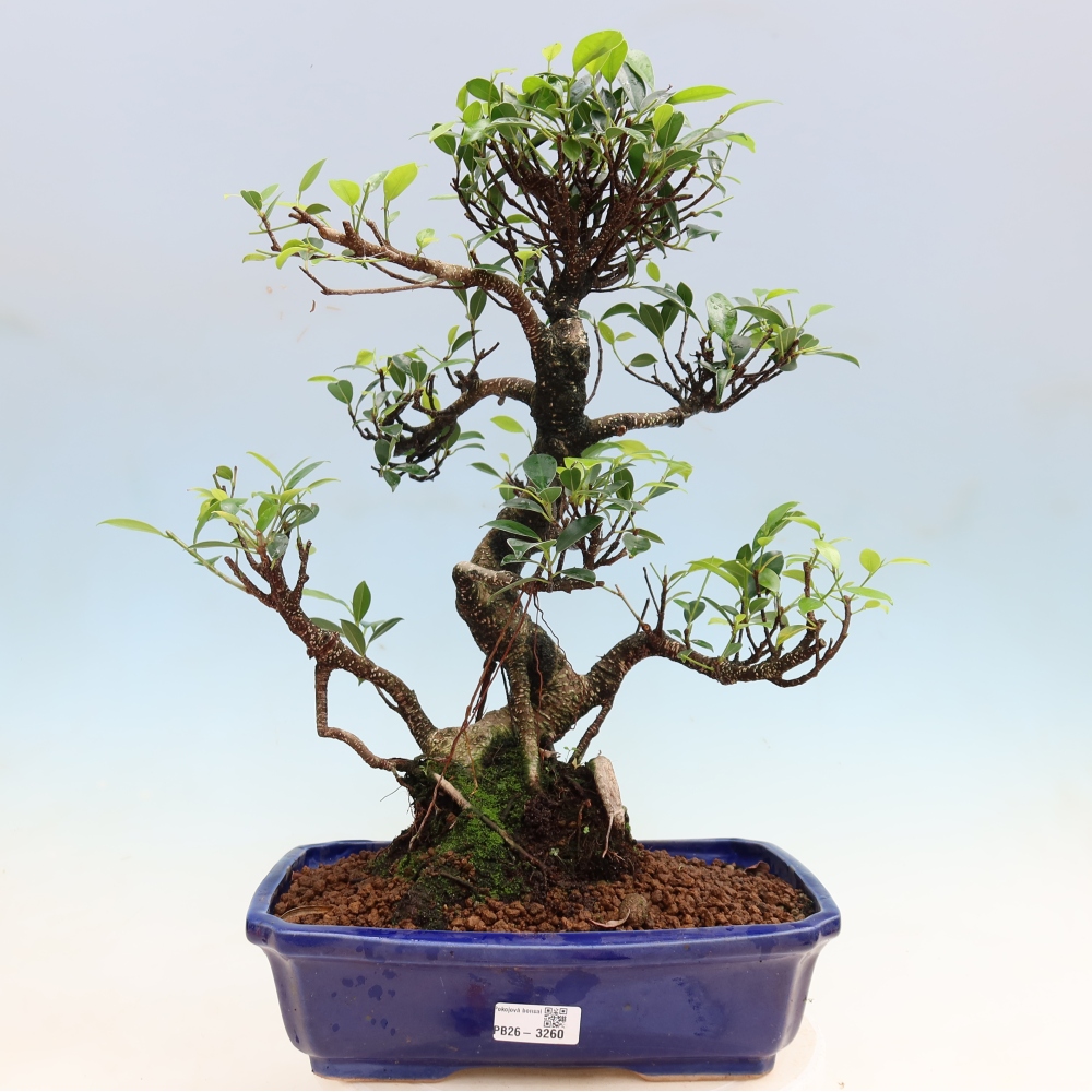 Room bonsai - Ficus kimmen - small-leaved ficus