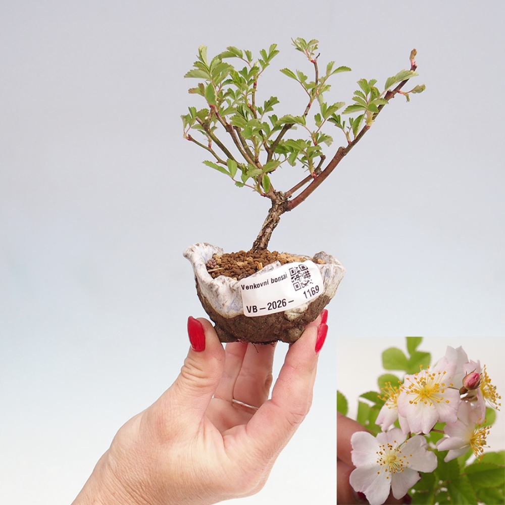 Outdoor bonsai - Rosa sp. - small-flowered rose