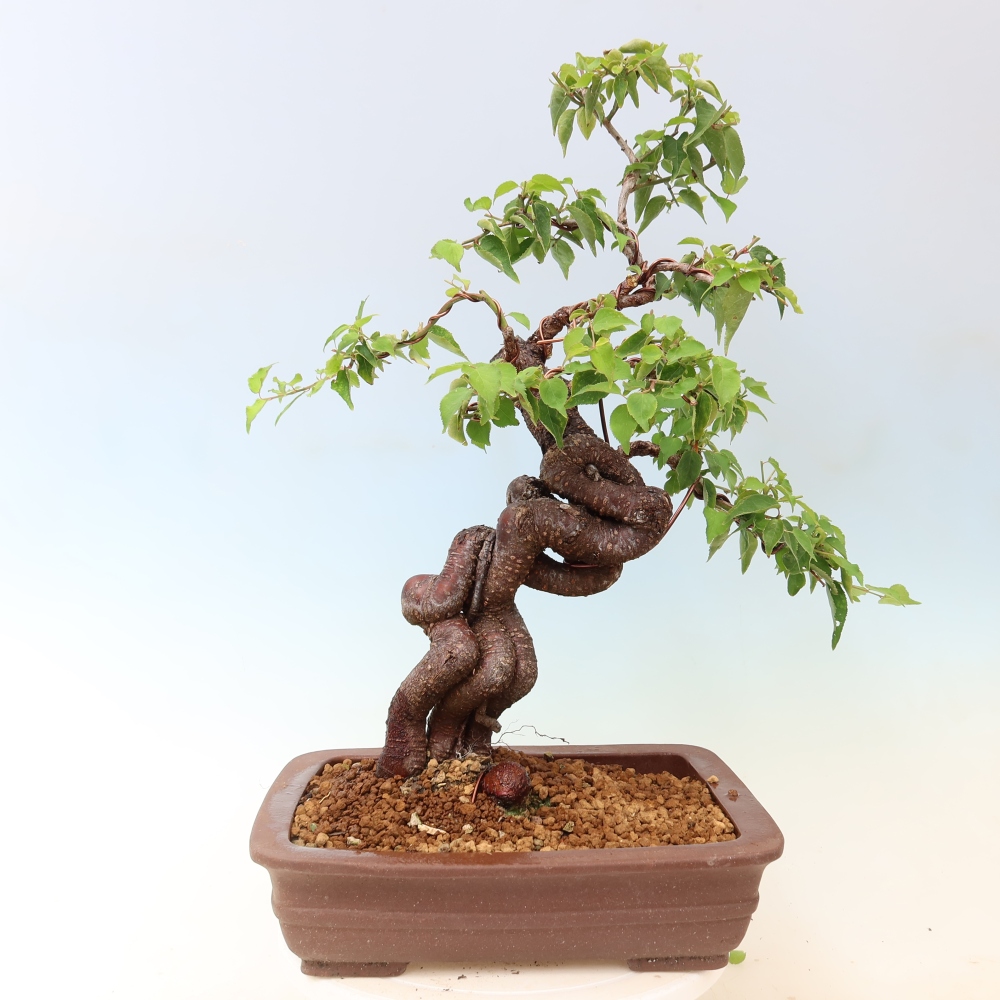 Outdoor Bonsai - Japanese Apricot - Prunus Mume