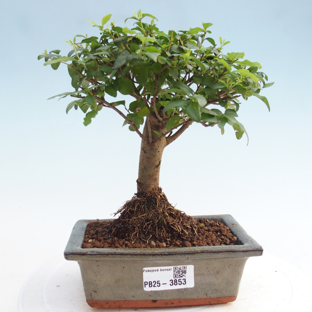 Room bonsai -Ligustrum chinensis - Birds Beak