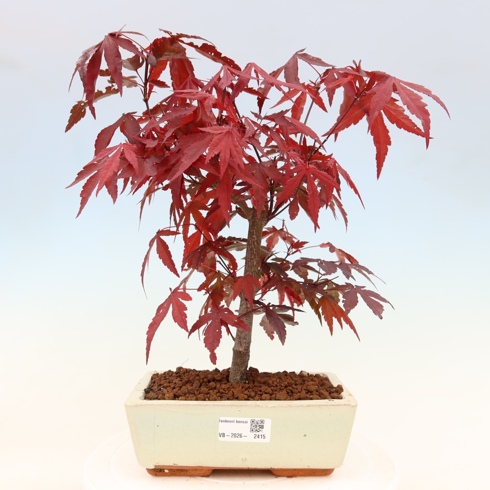 Outdoor bonsai - Acer palm. Atropurpureum-Javor palmate