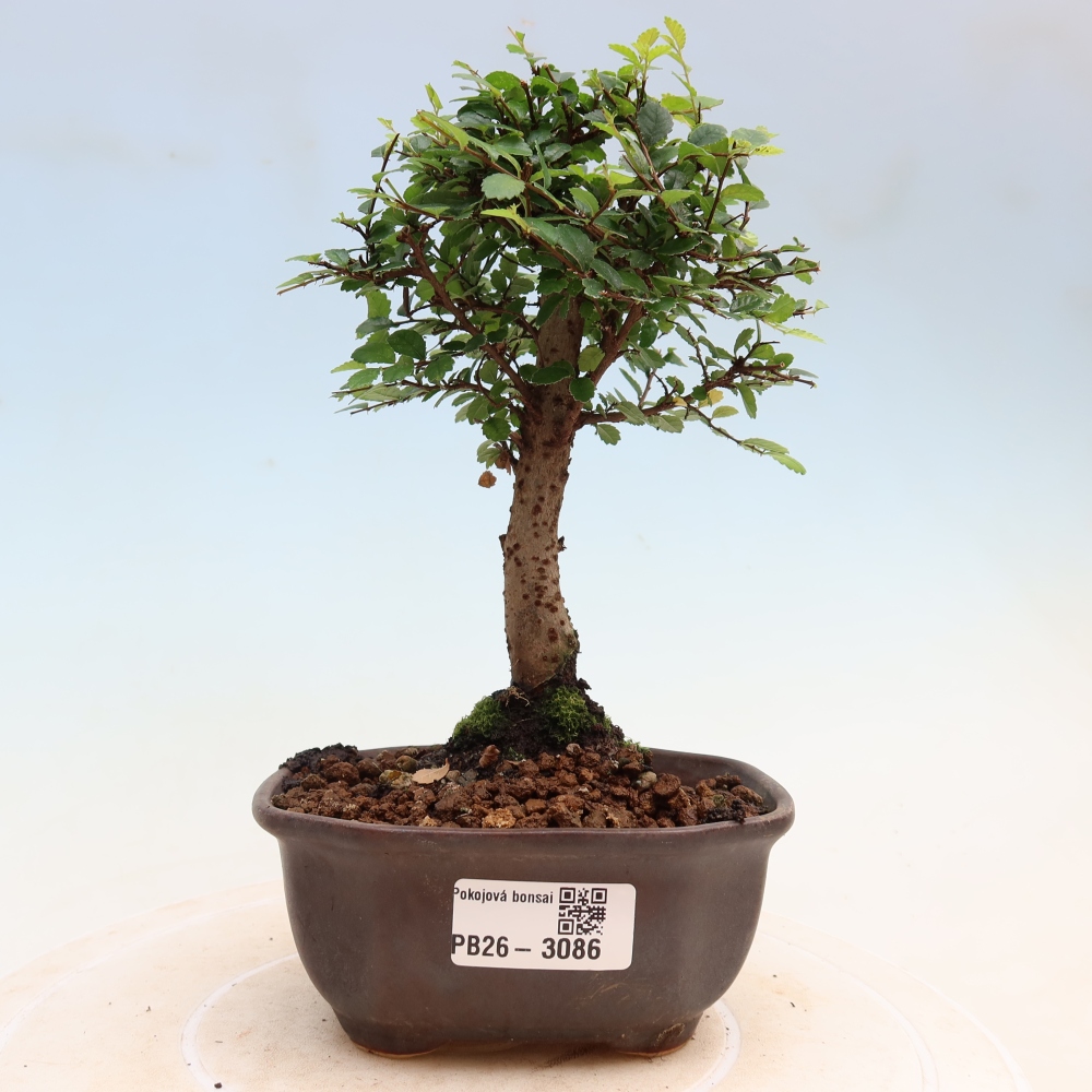 Room bonsai - Ulmus parvifolia - Small-leaved elm