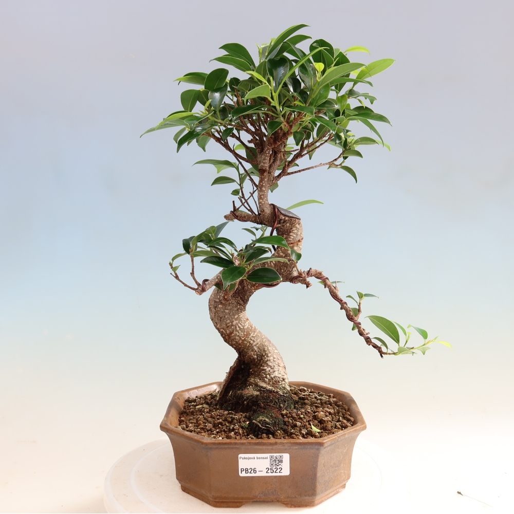 Room bonsai - Ficus retusa - small-leaved ficus