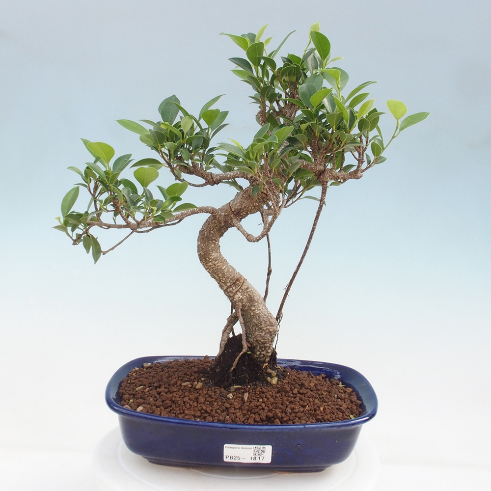 Indoor bonsai - Ficus kimmen - small-leaved ficus