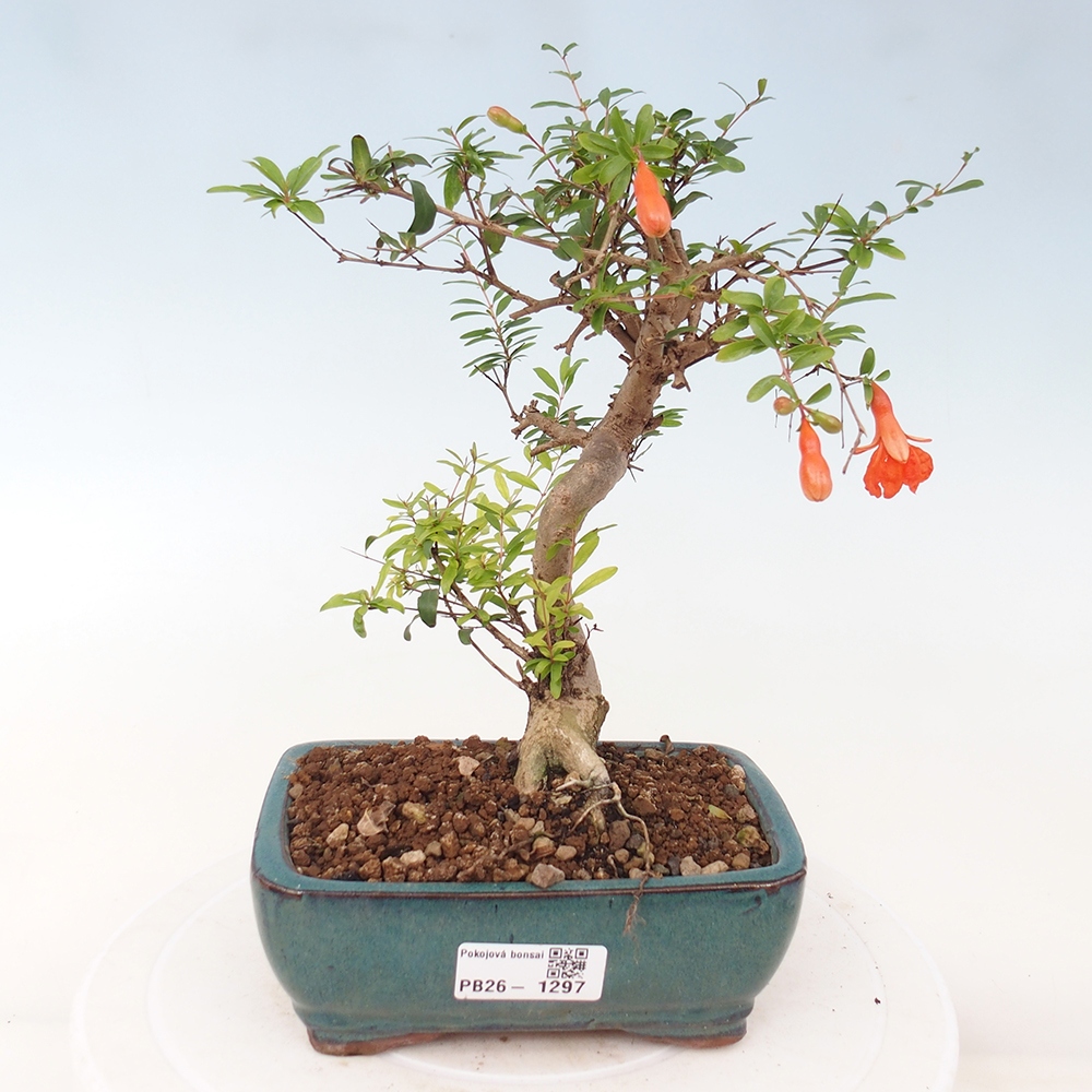 Room bonsai-PUNICA granatum nana-Granate apple