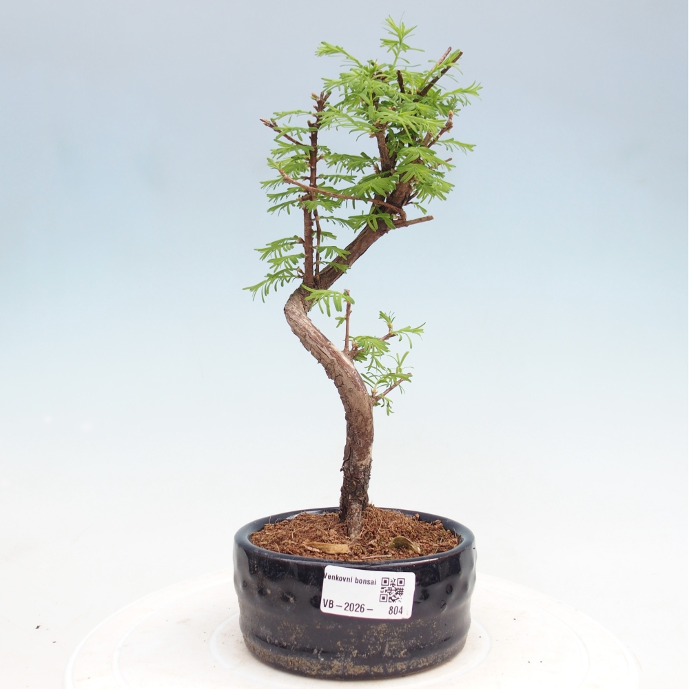Outdoor bonsai - Metasequoia glyptostroboides - Chinese Metasequoia