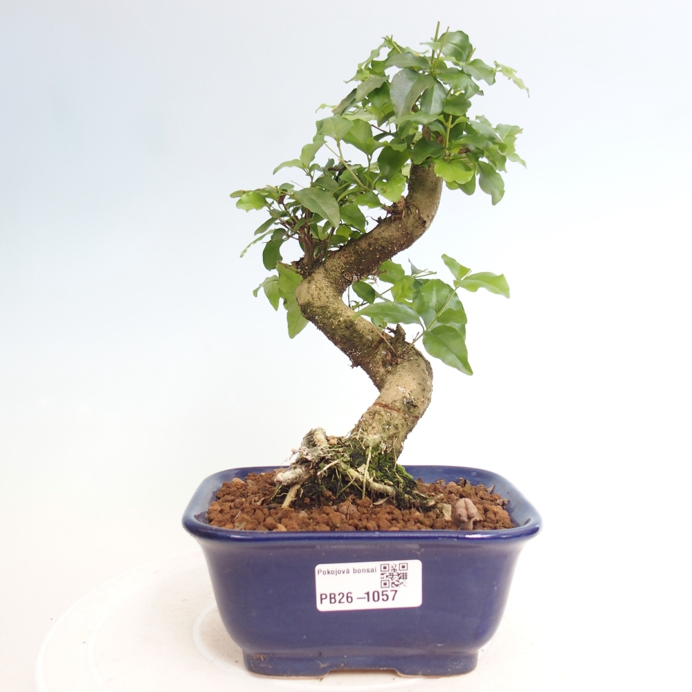 Room bonsai -Ligustrum chinensis - Birds Beak
