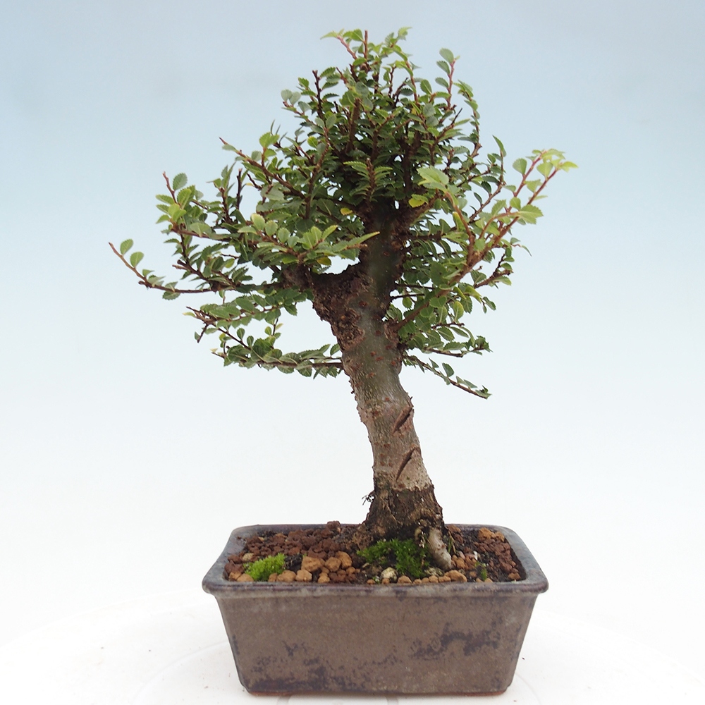 Outdoor bonsai - Ulmus parvifolia Hokkaido - Chinese elm