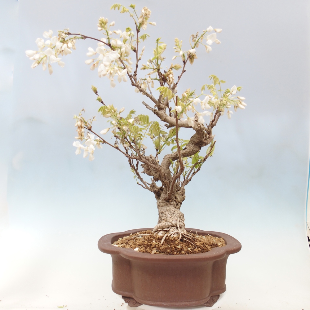 Outdoor bonsai - Vistaria - Wisteria