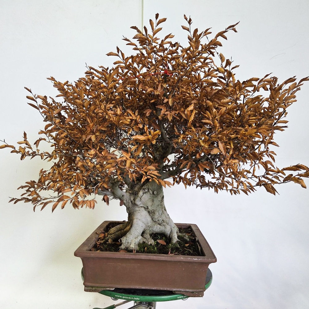 Outdoor bonsai -Fagus crenata