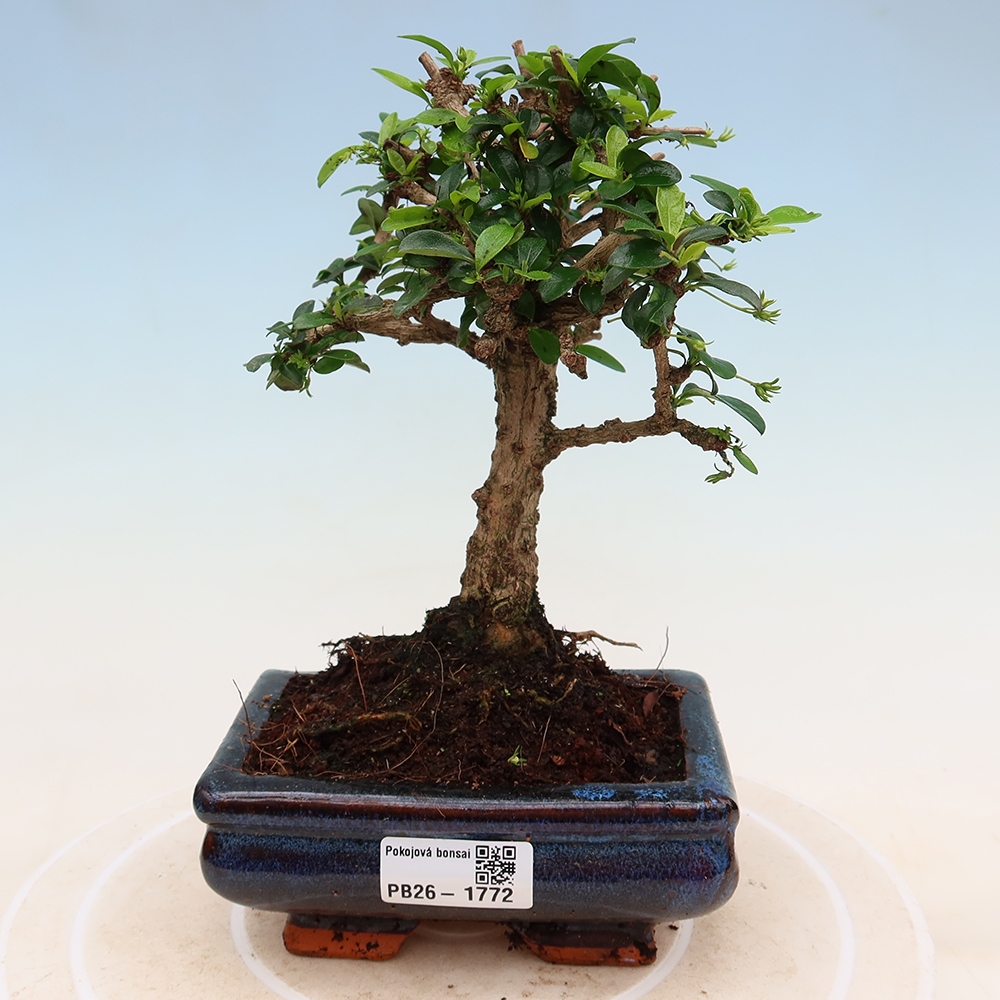 Room bonsai - Carmona macrophylla - Tea fuki