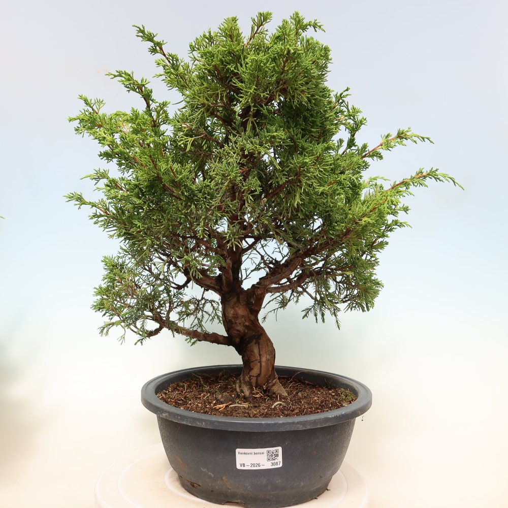 Outdoor Bonsai - Juniperus chinensis Itoigawa - Chinese Juniper