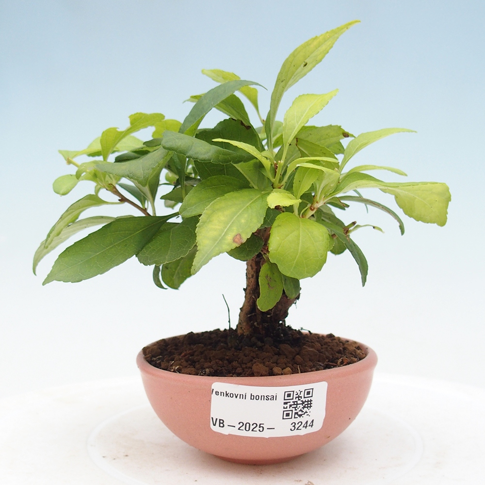 Outdoor bonsai - Celastrus Jesenec