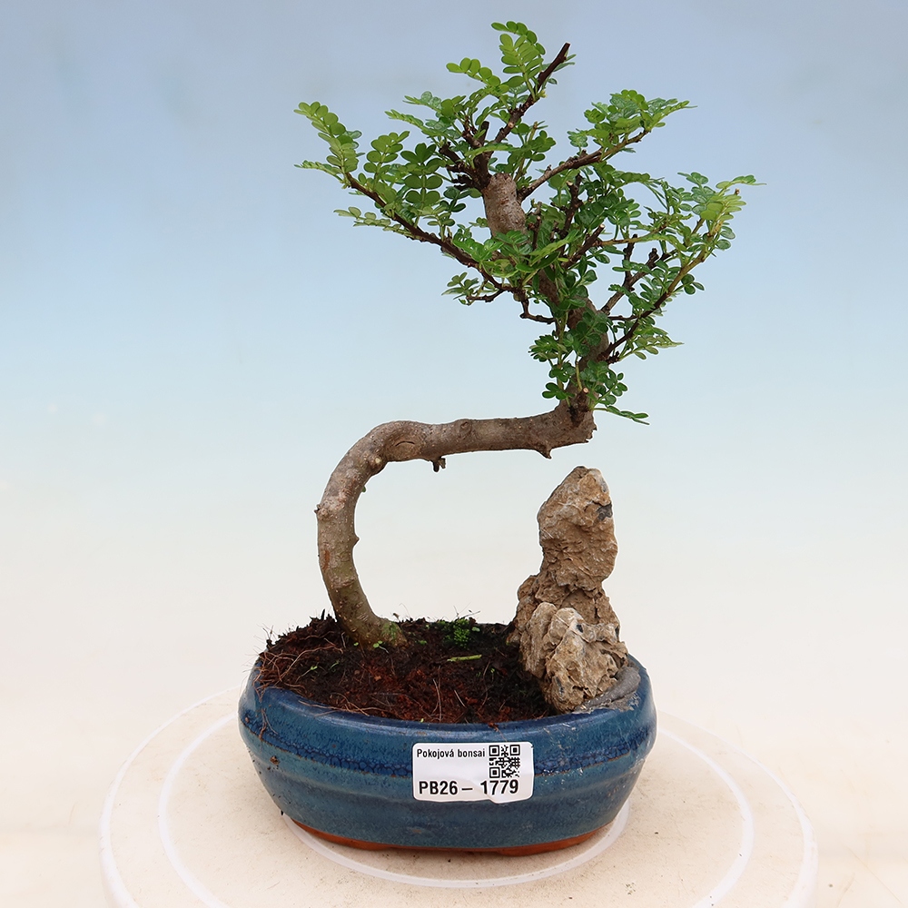 Room bonsai - Zantoxylum piperitum - pepper tree