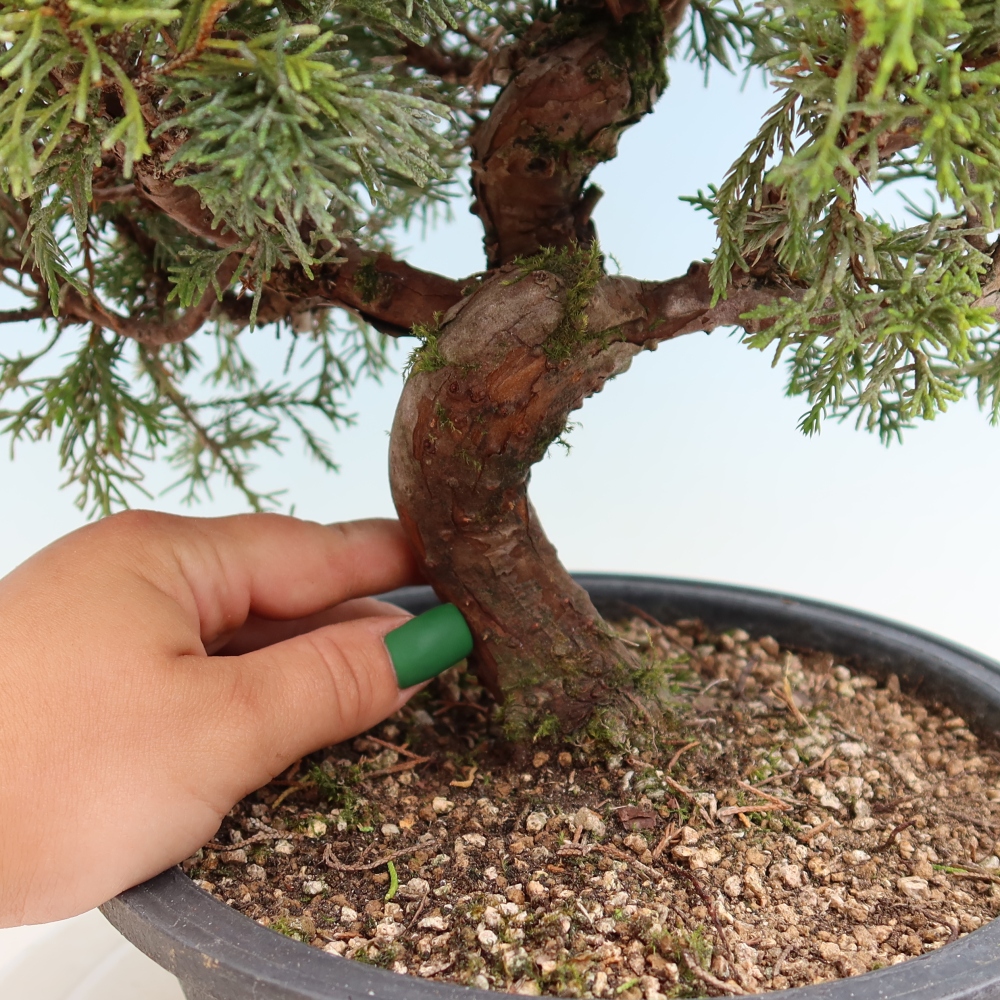 Outdoor Bonsai - Juniperus chinensis Itoigawa - Chinese Juniper