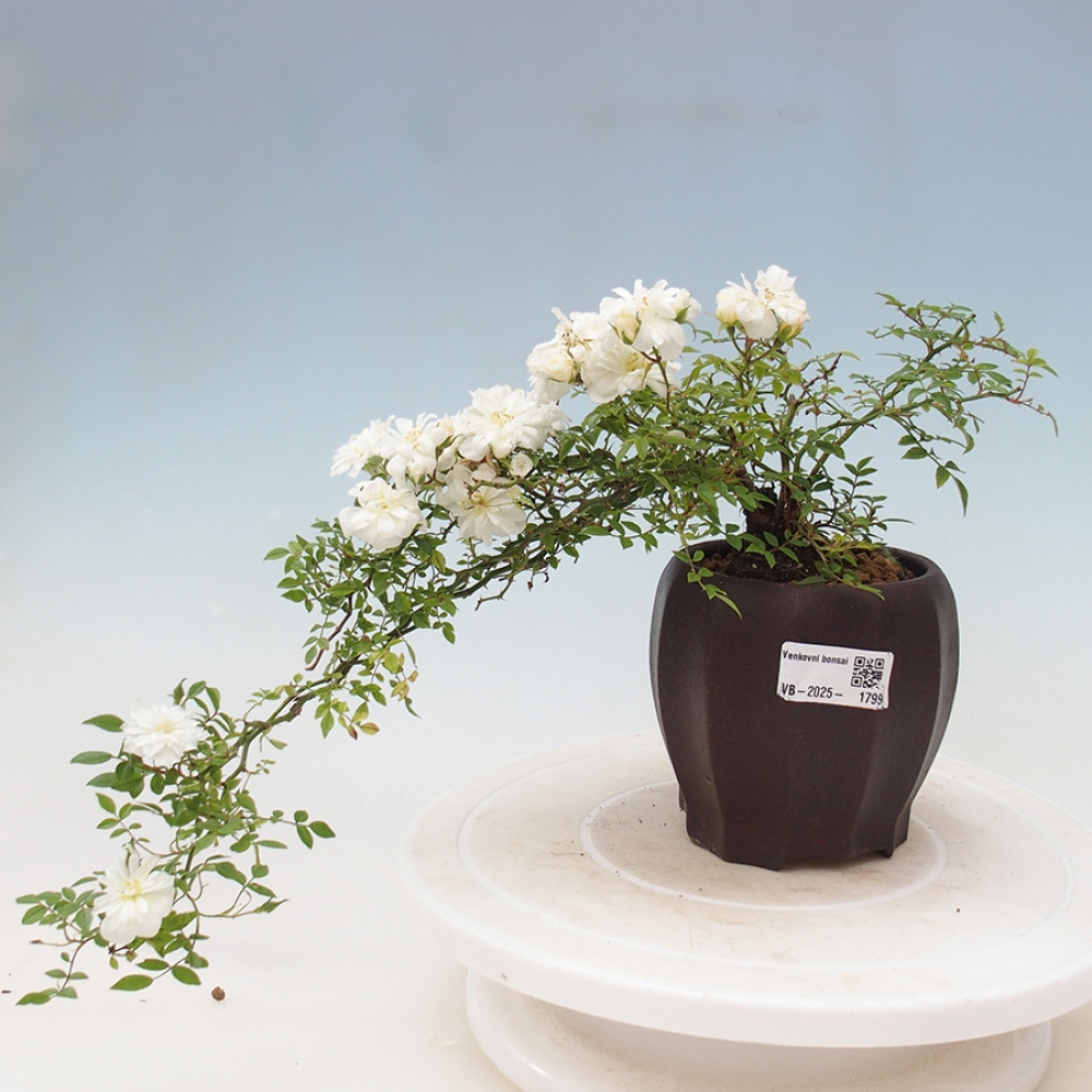 Outdoor bonsai - Rosa Sea Foam -  rose