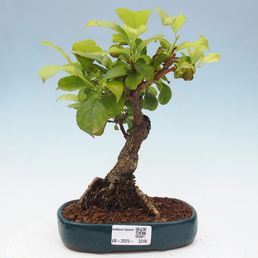 Outdoor bonsai - Celastrus Jesenec