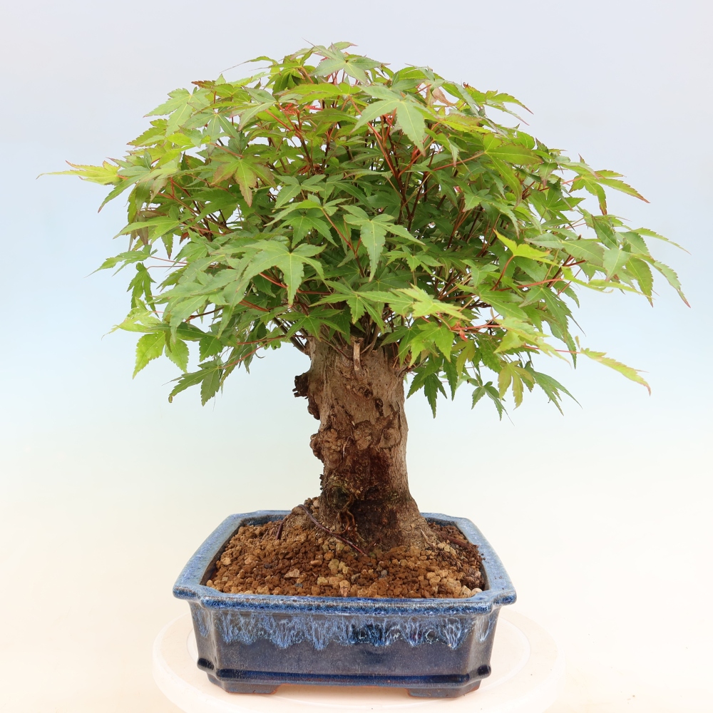 Outdoor bonsai - Maple Burger - Acer Burgerianum