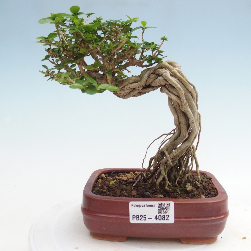Indoor bonsai - Premna serratifolia - Kozlovna malolista