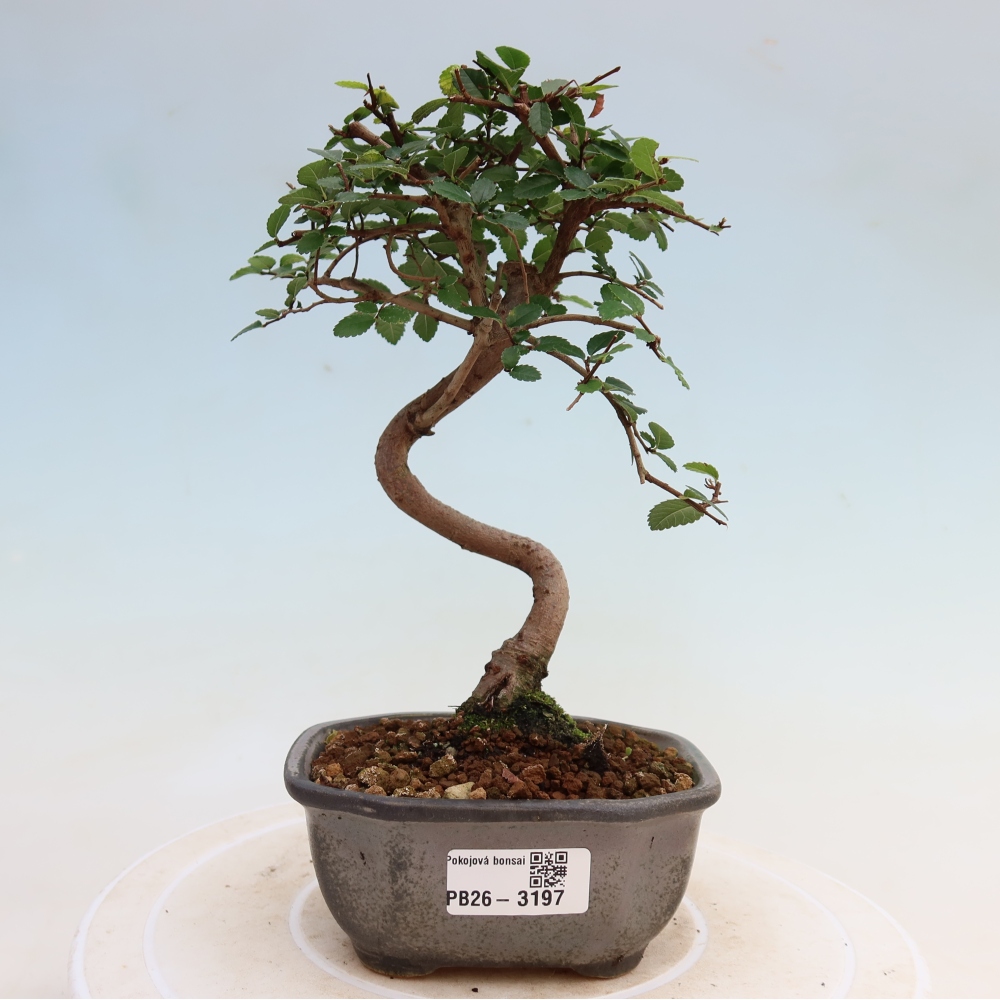 Room bonsai - Ulmus parvifolia - Small-leaved elm