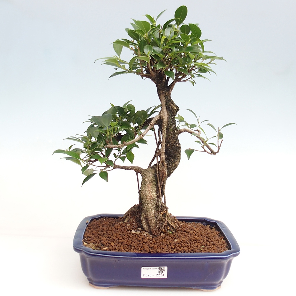 Indoor bonsai - Ficus kimmen - small-leaved ficus