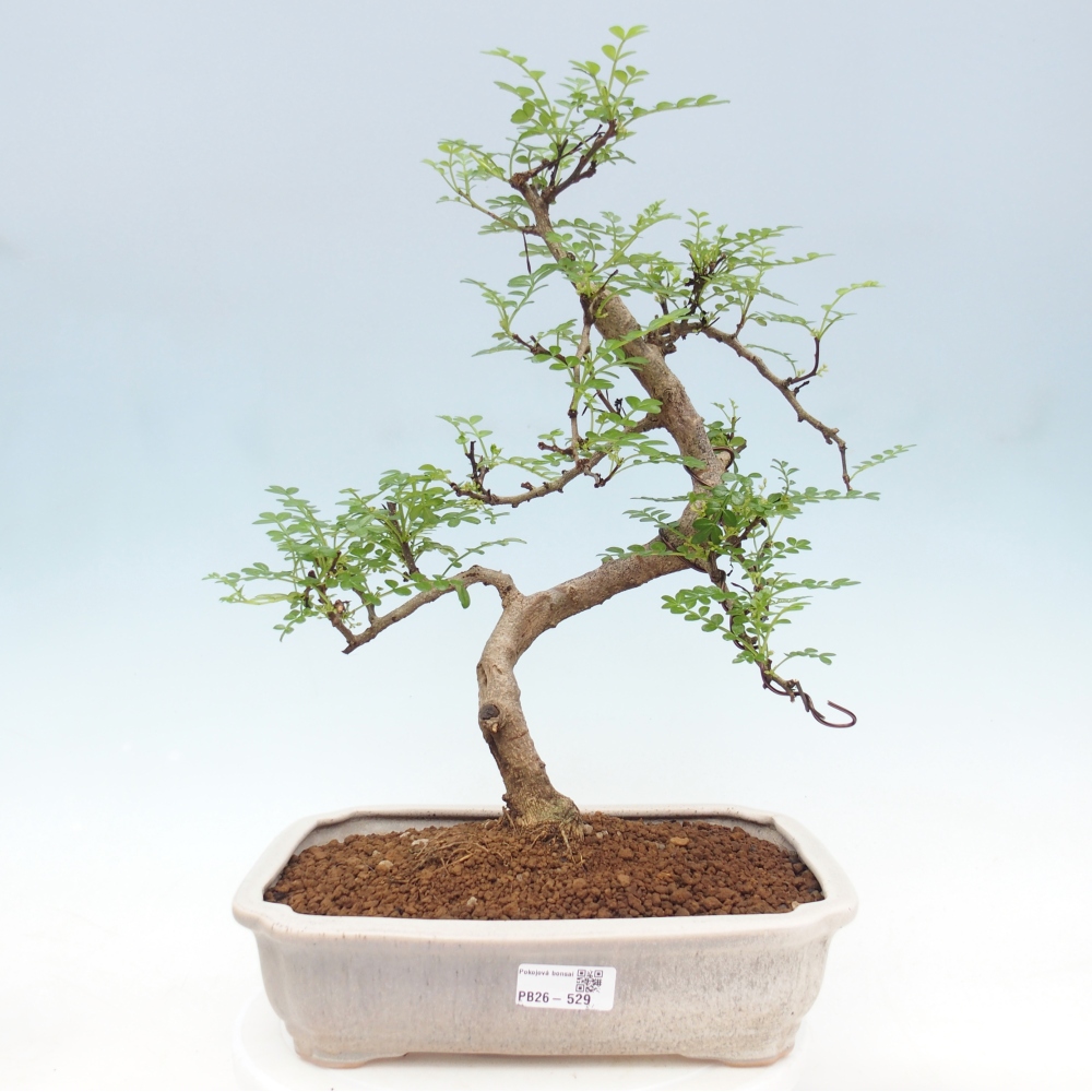 Room bonsai - Zantoxylum piperitum - pepper tree