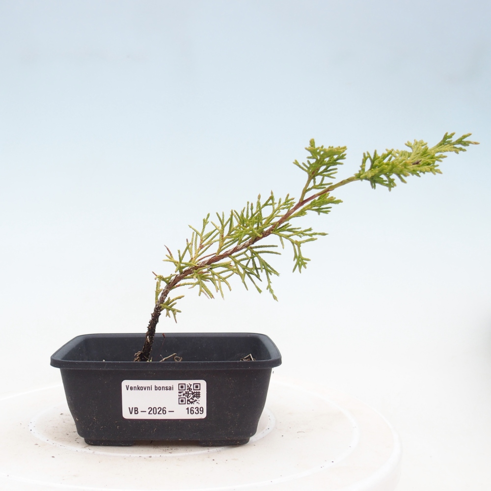 Outdoor bonsai - Juniperus chinensis Itoigawa