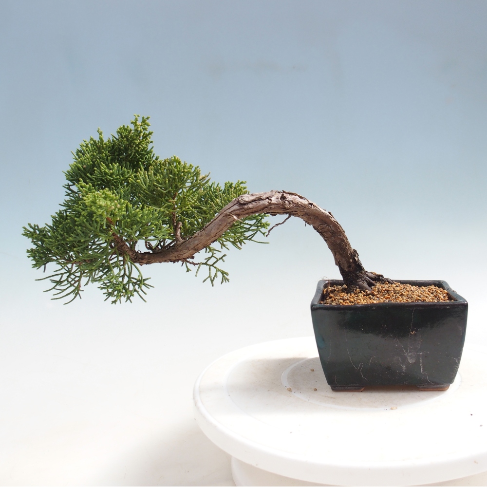 Outdoor bonsai - Juniperus chinensis Kishu