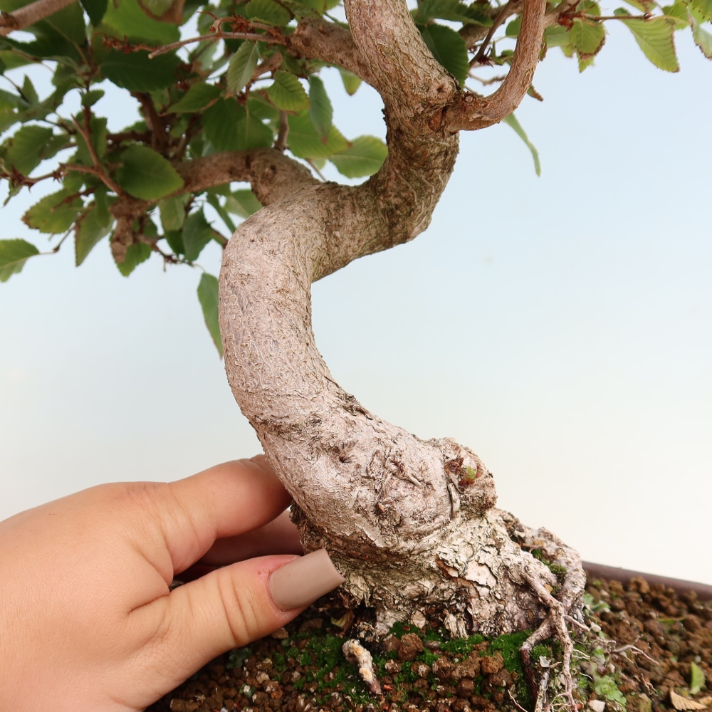 Outdoor bonsai -Carpinus CARPINOIDES - Korean Hornbeam