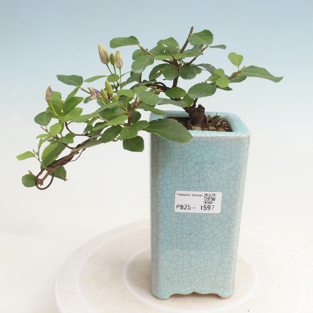 Indoor bonsai - Grewia occidentalis - Lavender star