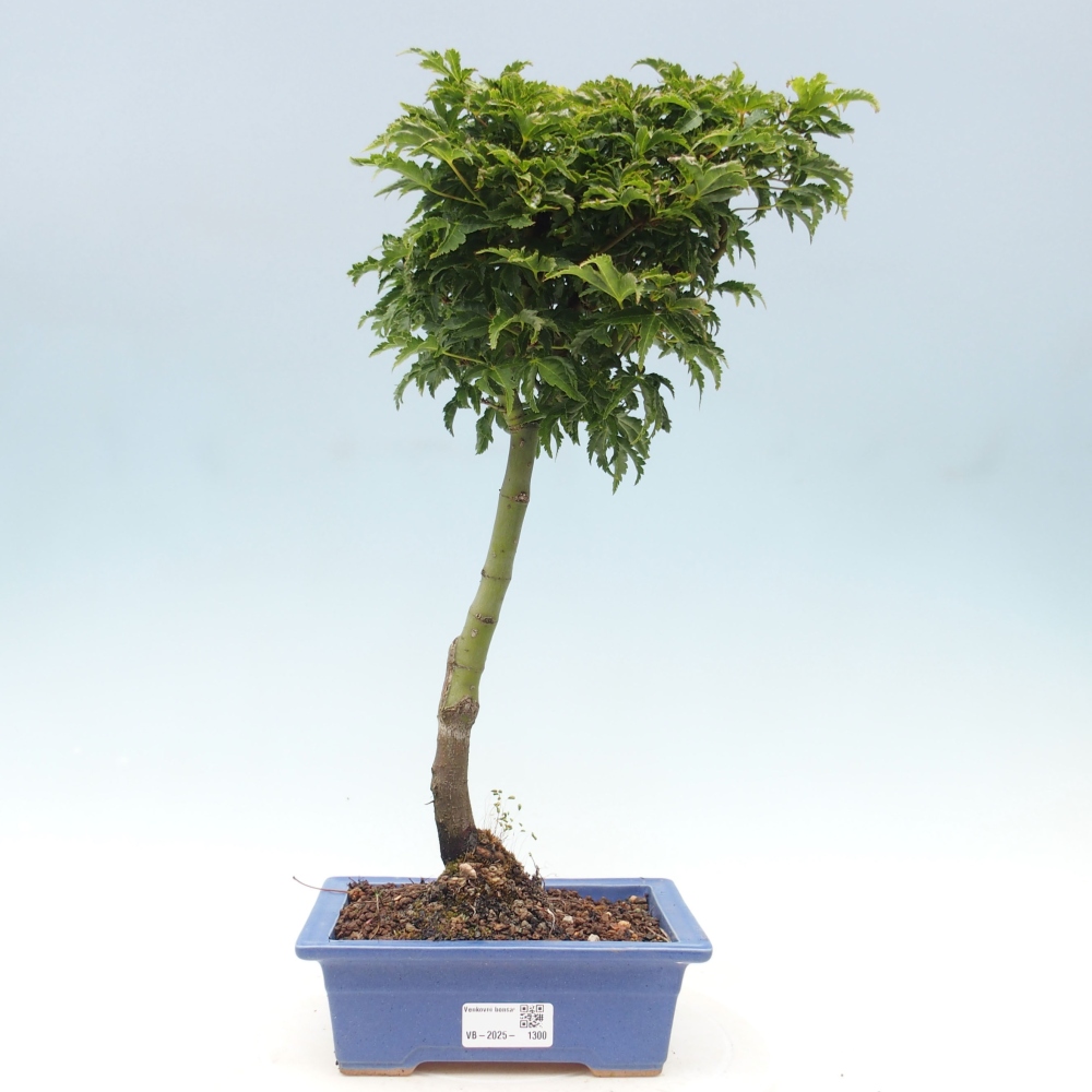 Outdoor bonsai - Acer palmatum Shishigashira maple