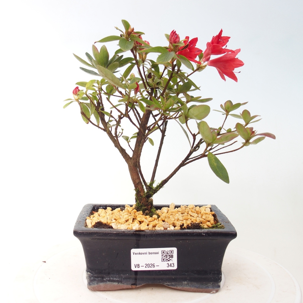 Outdoor bonsai - Japanese azalea - Azalea sp.