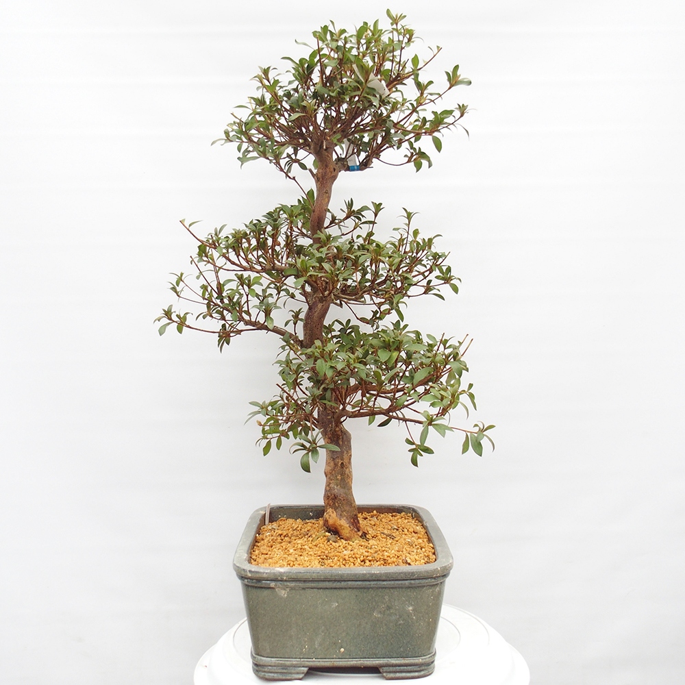 Outdoor bonsai - Japanese Azalea - Azalea Koki
