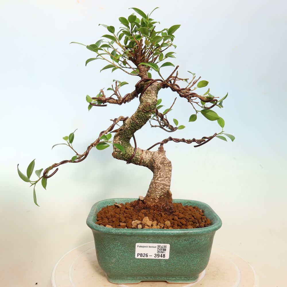 Room bonsai - Ficus kimmen - small-leaved ficus