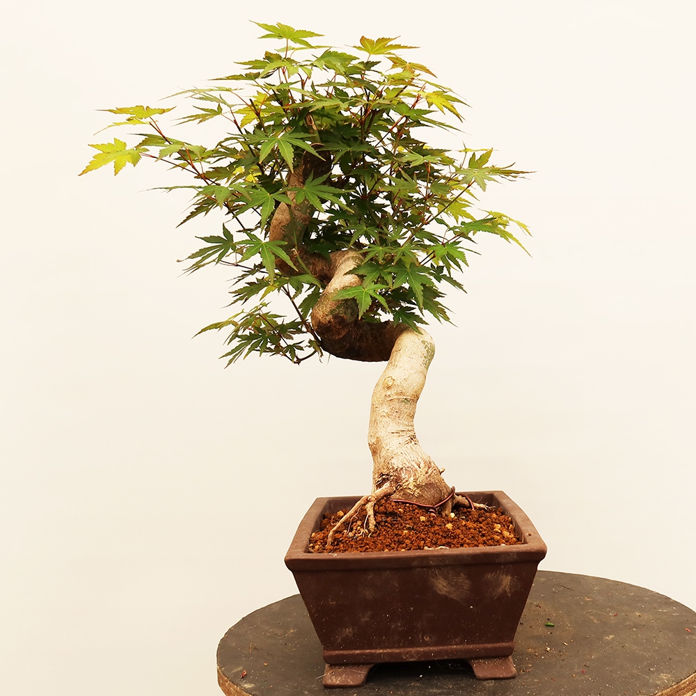Outdoor bonsai - Maple palmatum - Palms