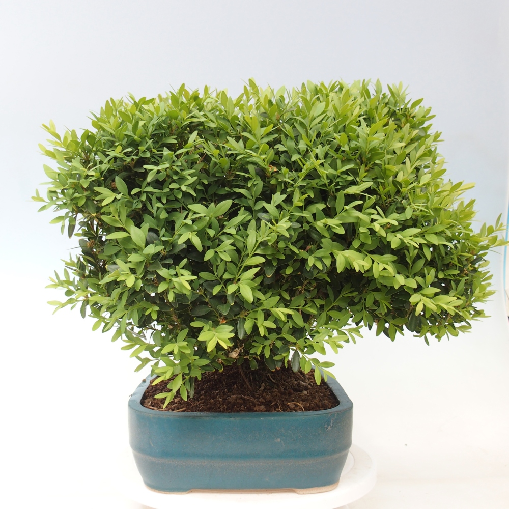 Outdoor bonsai - Buxus sempervirens - boxwood