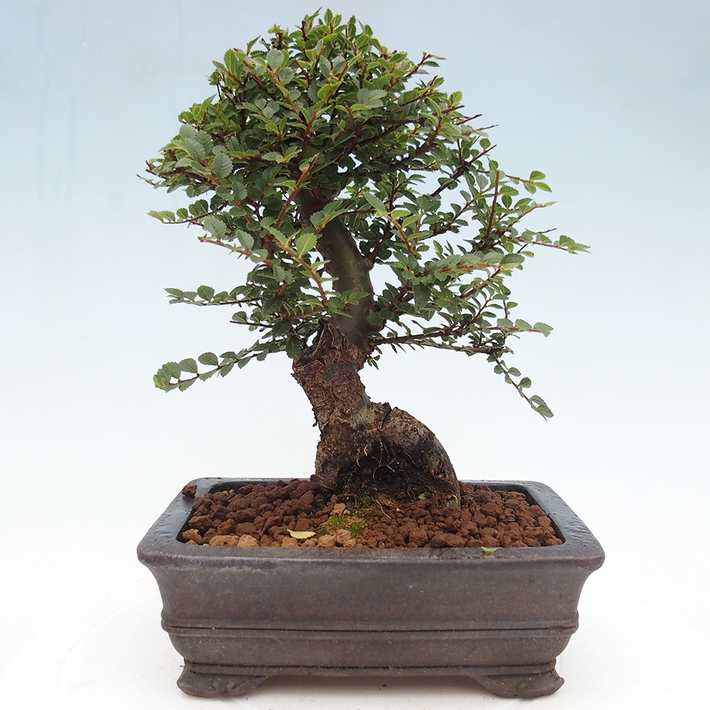 Outdoor bonsai - Ulmus parvifolia Hokkaido - Chinese elm