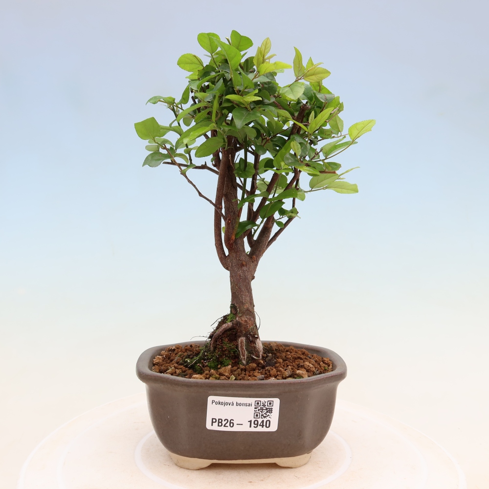 Room bonsai - Sageretia thea - Sageretia thea