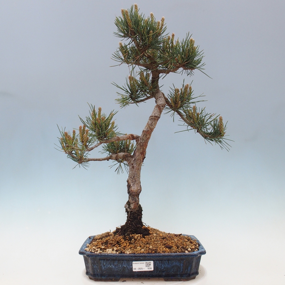 Outdoor bonsai - Pinus Sylvestris - Scots pine