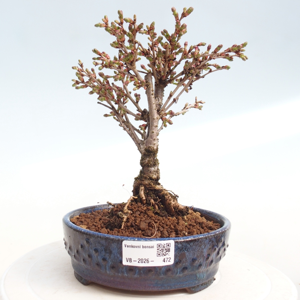 Outdoor bonsai - Prunus incisa Kojou-no mai-Plivon cut out