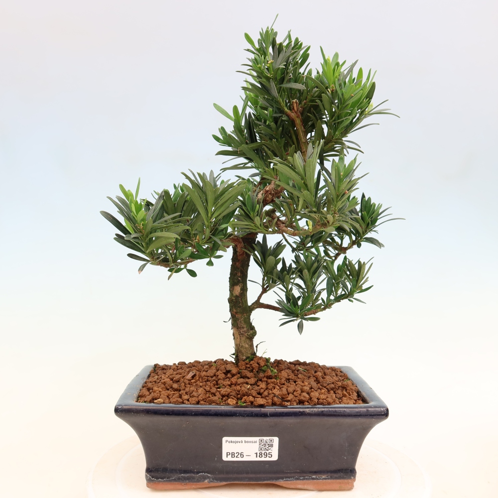 Room bonsai - Podocarpus - Stone Yew