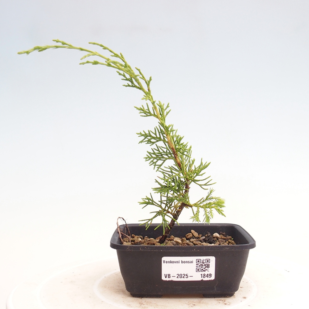 Outdoor bonsai - Juniperus chinensis Itoigawa - Chinese juniper