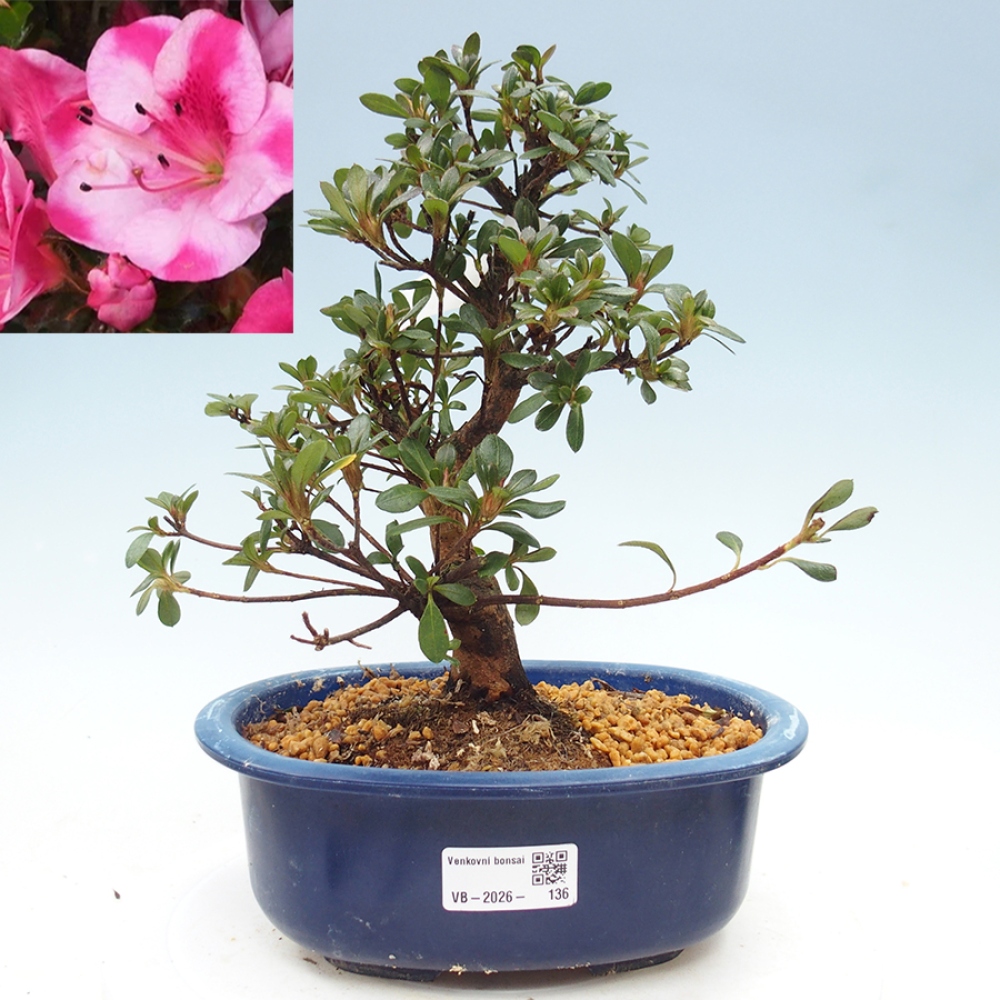 Outdoor bonsai - Japanese Azalea - Azalea Kobai